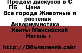 Продам дискусов в С-ПБ. › Цена ­ 3500-4500 - Все города Животные и растения » Аквариумистика   . Ханты-Мансийский,Нягань г.